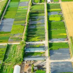 школка хвойных дрэў, лісцяных дрэў і шматгадовых раслін