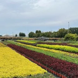 школка хвойных дрэў, лісцяных дрэў і шматгадовых раслін