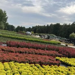 школка хвойных дрэў, лісцяных дрэў і шматгадовых раслін