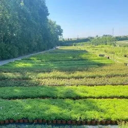 школка хвойных дрэў, лісцяных дрэў і шматгадовых раслін