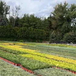 школка хвойных дрэў, лісцяных дрэў і шматгадовых раслін