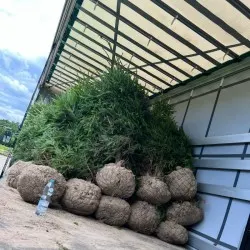 школка хвойных дрэў, лісцяных дрэў і шматгадовых раслін
